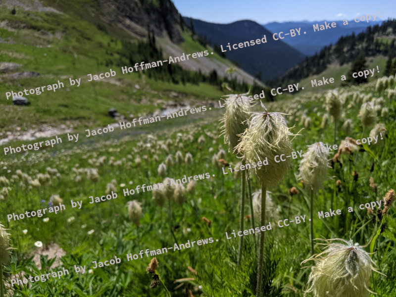 A photograph of plants on a mountainside, with repeated text covering it in a light colored font. The text describes the licensing terms, CC-BY.